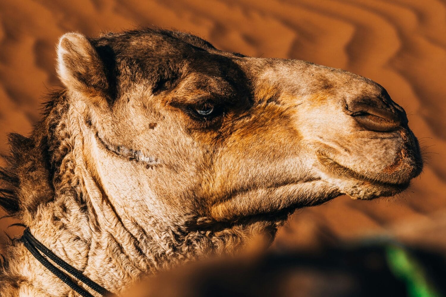 Special 2-Day Desert Tour from Ouarzazate to Merzouga