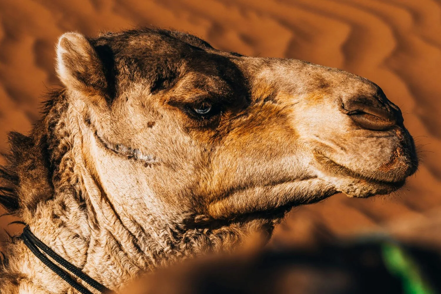 Special 2-Day Desert Tour from Ouarzazate to Merzouga