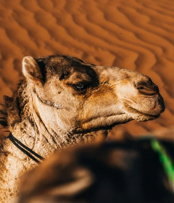 Special 2-Day Desert Tour from Ouarzazate to Merzouga