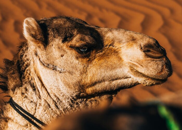 Special 2-Day Desert Tour from Ouarzazate to Merzouga