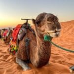 2-Day Desert Tour from Marrakech to Merzouga