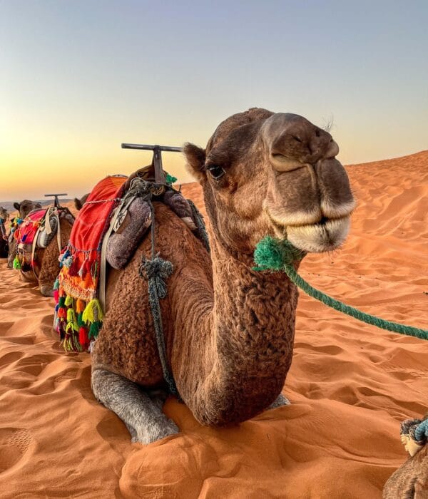 2-Day Desert Tour from Marrakech to Merzouga