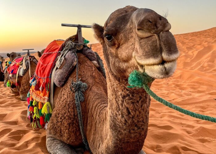 2-Day Desert Tour from Marrakech to Merzouga