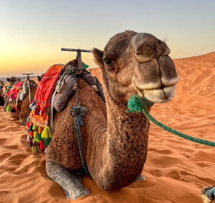 2-Day Desert Tour from Marrakech to Merzouga