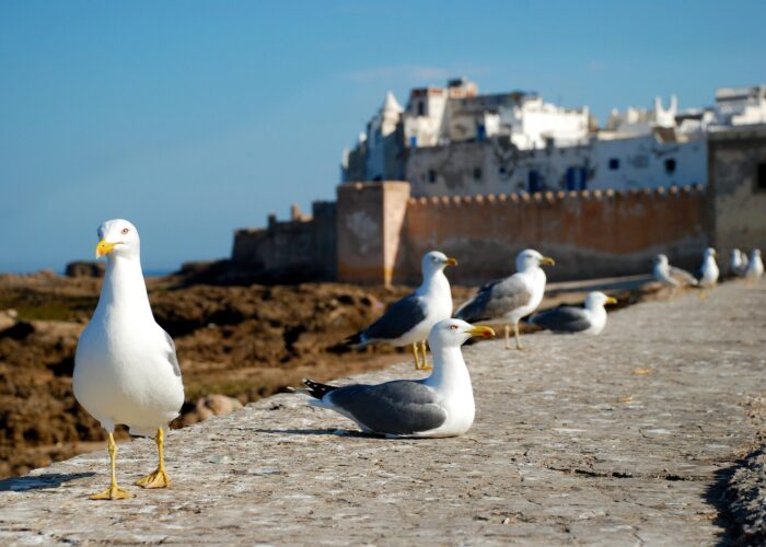 1 Day Excursion from Marrakech to Essaouira