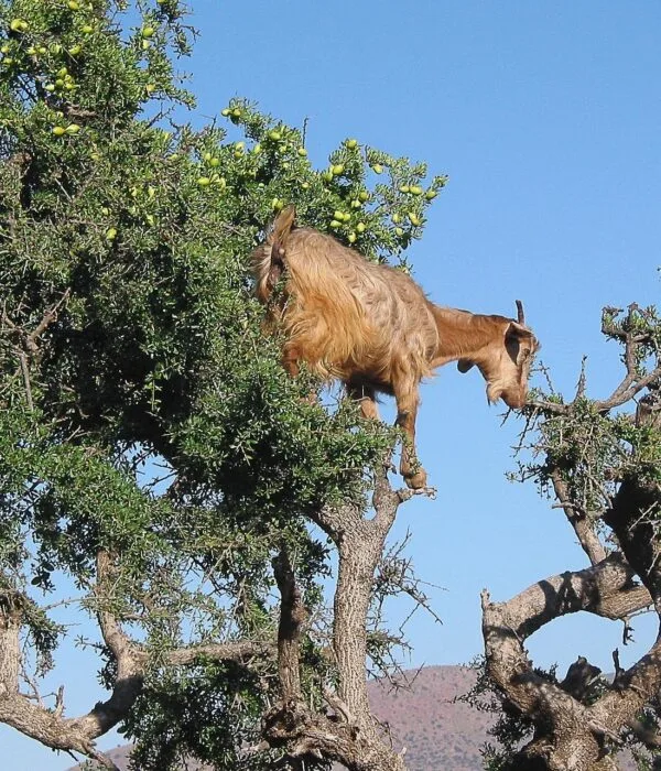 Exclusive 5-Day Tour from Agadir to the Desert of Merzouga