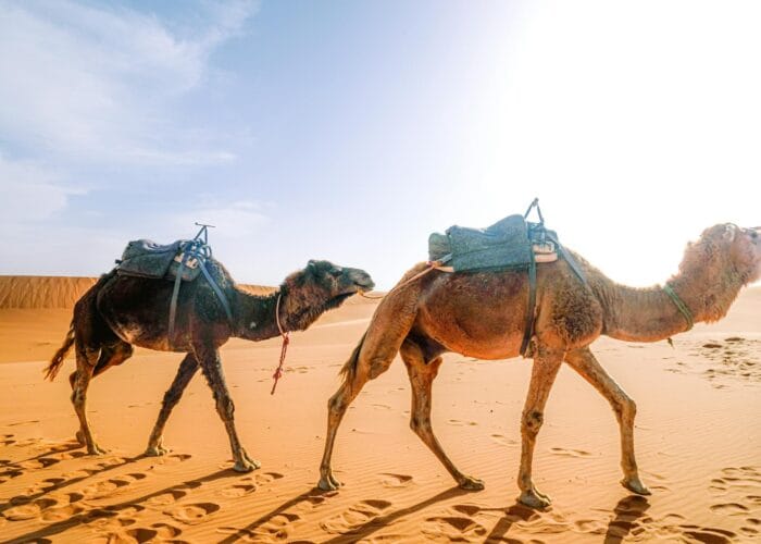 New 4-Day desert tour from Tangier to Marrakech
