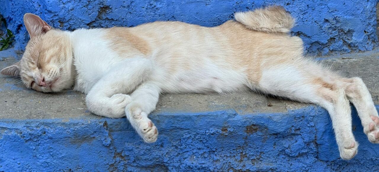 Things to Do in Chefchaouen, Morocco: