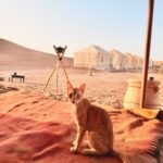 Travelling from the USA to Morocco : The Complete Guide for American Travelers